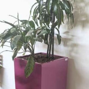 Pot de marque Lechuza modèle Cubico couleur rose fuchsia. 75 x 39 x 39 cm. Localisation : Canada rdc haut (hall)