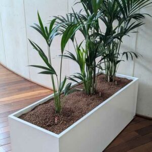 Jardinière rectangulaire en plastique blanc. 50 x 140 x 50 cm. Localisation : Canada rdc haut (hall)