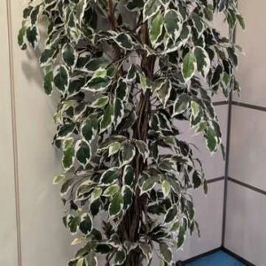 Arbre artificiel dans un pot rond en grès. Dim pot : 32 x 40 cm. Hauteur avec plante : 180 cm. Localisation : Theta 1er cafet