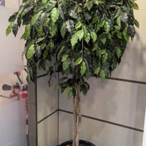 Arbre artificiel dans un pot rond en grès. Dim pot : 32 x 40 cm. Hauteur avec plante : 180 cm. Localisation : Theta 1er cafet