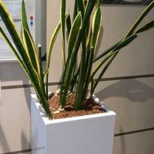 Jardinière carrée en résine blanche. 90 x 36 x 36 cm. Localisation : Theta 1er cafet