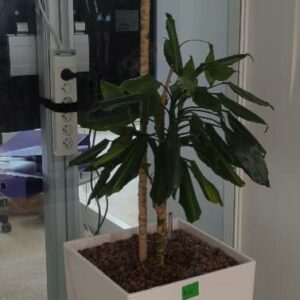 Plante naturelle (Yucca) dans son pot en plastique blanc. Hauteur avec plante : 180 cm. Localisation : 32 rue de Monceau - 75008 Paris