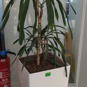 Plante naturelle dans son pot en plastique blanc. Hauteur avec plante : 170 cm. Localisation : 32 rue de Monceau - 75008 Paris