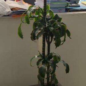 Plante naturelle dans son pot en grès anthracite. Hauteur avec plante : 170 cm. Localisation : 32 rue de Monceau - 75008 Paris