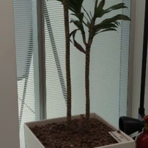 Plante naturelle dans son pot en plastique blanc. Hauteur avec plante : 180 cm. Localisation : 32 rue de Monceau - 75008 Paris