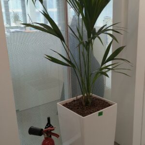 Plante naturelle dans son pot en plastique blanc. Hauteur avec plante : 180 cm. Localisation : 32 rue de Monceau - 75008 Paris
