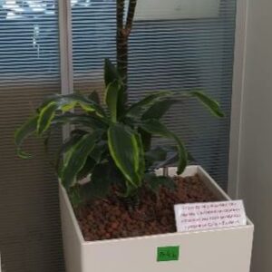 Plante naturelle dans son pot en plastique blanc. Hauteur avec plante : 160 cm. Localisation : 32 rue de Monceau - 75008 Paris