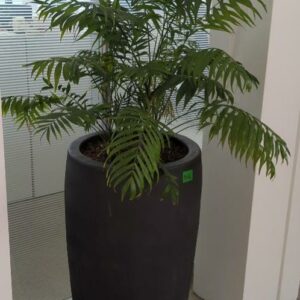 Plante naturelle dans son pot en grès anthracite. Hauteur avec plante : 160 cm. Localisation : 32 rue de Monceau - 75008 Paris
