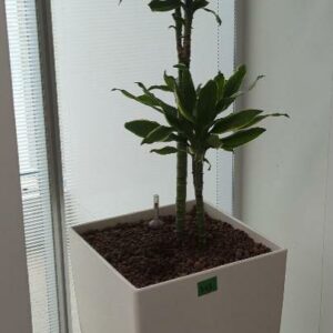 Plante naturelle dans son pot en plastique blanc. Hauteur avec plante : 160 cm. Localisation : 32 rue de Monceau - 75008 Paris