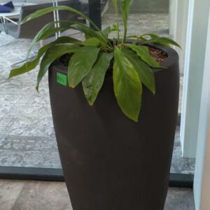 Plante naturelle dans son pot en grès anthracite. Hauteur avec plante : 100 cm. Localisation : 32 rue de Monceau - 75008 Paris