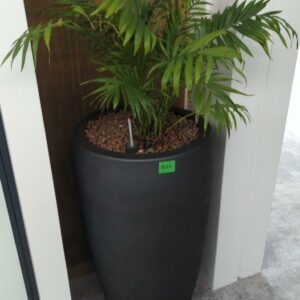 Plante naturelle dans son pot en grès anthracite. Hauteur avec plante : 120 cm. Localisation : 32 rue de Monceau - 75008 Paris