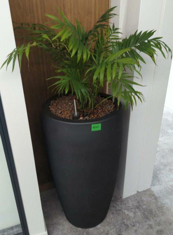 Plante naturelle dans son pot en grès anthracite. Hauteur avec plante : 120 cm. Localisation : 32 rue de Monceau - 75008 Paris