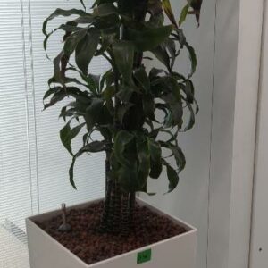Plante naturelle dans son pot en plastique blanc. Hauteur avec plante : 200 cm. Localisation : 32 rue de Monceau - 75008 Paris