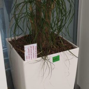 Plante naturelle dans son pot en plastique blanc. Hauteur avec plante : 140 cm. Localisation : 32 rue de Monceau - 75008 Paris
