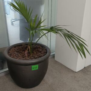 Plante naturelle dans son pot en grès anthracite. Hauteur avec plante : 50 cm. Localisation : 32 rue de Monceau - 75008 Paris