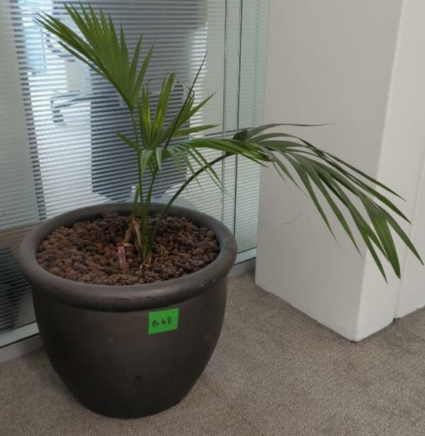 Plante naturelle dans son pot en grès anthracite. Hauteur avec plante : 50 cm. Localisation : 32 rue de Monceau - 75008 Paris