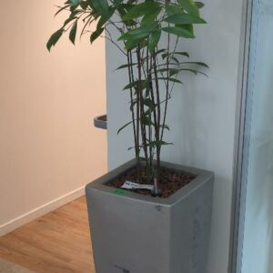 Plante naturelle dans son pot en pot grès argenté. Hauteur avec plante : 180 cm. Localisation : 32 rue de Monceau - 75008 Paris