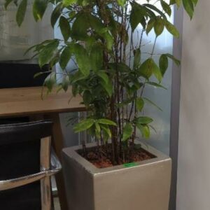 Plante naturelle dans son pot en grès argenté. Hauteur avec plante : 190 cm. Localisation : 32 rue de Monceau - 75008 Paris