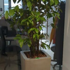 Plante naturelle dans son pot en grès argenté. Hauteur avec plante : 220 cm. Localisation : 32 rue de Monceau - 75008 Paris