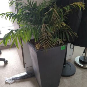 Plante naturelle dans son pot en grès anthracite. Hauteur avec plante : 100 cm. Localisation : 32 rue de Monceau - 75008 Paris