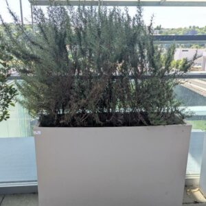 Jardinière rectangulaire de marque VONDOM en polyéthylène gris clair. 80 x 120 x 30 cm. Vendu avec sa plante naturelle (romarin). Localisation : 7ème terrasse. (Attention très lourd)