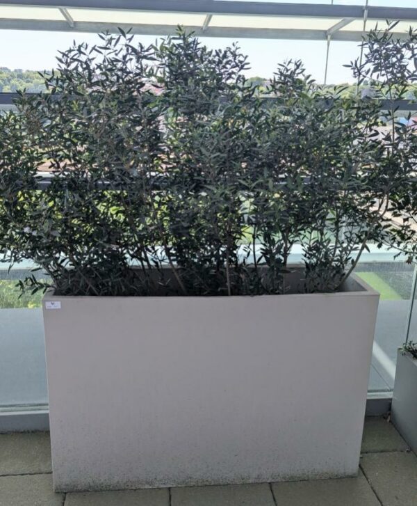 Jardinière rectangulaire de marque VONDOM en polyéthylène gris clair. 80 x 120 x 30 cm. Vendu avec sa plante naturelle. Localisation : 7ème terrasse. (Attention très lourd)