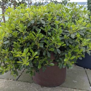 Jardinière ronde de marque VONDOM en polyéthylène bordeaux. 40 x 40 cm. Vendu avec sa plante naturelle. Localisation : 7ème terrasse. (Attention très lourd)