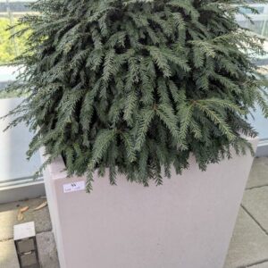Jardinière carrée de marque VONDOM en polyéthylène gris clair. 60 x 60 x 60 cm. Vendu avec sa plante naturelle (sapin). Localisation : 7ème terrasse. (Attention très lourd)