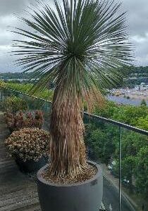 Palmier naturel dans un pot rond en pierre composite beige. Dimension pot : 60 x 70 cm.  Hauteur avec plante : 220 cm. Localisation : 7 ouest balcon