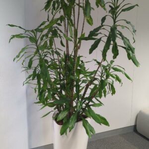 Plante naturelle dans son pot de marque Leschuza en plastique blanc. Dimension pot : 76 x 40 x 40. Hauteur avec plante : 210 cm. Localisation : 7 ouest