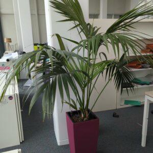 Plante naturelle dans un pot de marque Leschuza en plastique fuchsia. Dimension pot : 56 x 29 x 29 cm. Hauteur avec plante : 185 cm. Localisation : 7 ouest