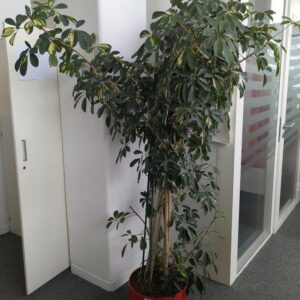 Plante naturelle dans son pot rond en plastique rouge. Dimension pot: 25 x 36 cm. Hauteur avec plante : 195 cm. Localisation : 7 ouest