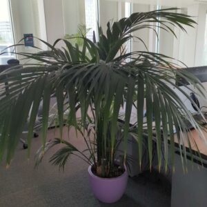 Plante naturelle dans un pot rond de marque Elho en plastique mauve. Dimension pot : 29 x 39 cm. Hauteur avec plante : 170 cm. Localisation : 7 ouest mezzanine