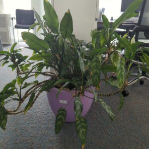 Plante naturelle dans un pot rond de marque Elho en plastique mauve. Dimension pot : 29 x 39 cm. Hauteur avec plante : 75 cm. Localisation : 7 ouest mezzanine