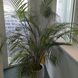Plante naturelle dans un pot rond de marque Elho en plastique blanc. Dimension pot : 40 x 40 cm. Hauteur avec plante : 190 cm. Localisation : 7 ouest mezzanine