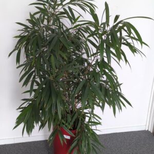 Plante naturelle dans un pot de marque Leschuza en plastique bordeaux. Dimension pot : 56 x 29 cm. Hauteur avec plante : 160 cm. Localisation :  7 ouest mezzanine