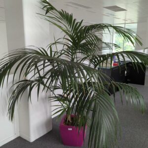 Plante naturelle dans un pot carré de marque Elho en plastique fuchsia. Dimension pot : 33 x 37 x 37 cm. Hauteur avec plante : 190 cm. Localisation : 7 ouest mezzanine