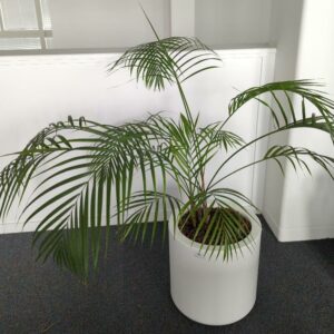 Plante naturelle dans un pot rond de marque Elho en plastique blanc. Dimension pot : 39 x 39 cm. Hauteur avec plante : 120 cm. Localisation : 7 ouest mezzanine