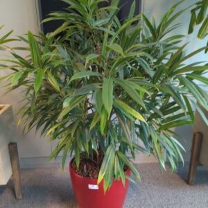 Plante naturelle dans un pot rond de marque Leschuza en plastique rouge. Dimension pot : 32 x 36 cm. Hauteur avec plante : 113 cm. Localisation : 7 est