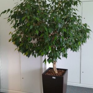 Plante naturelle dans un pot rectangulaire de marque Leschuza en plastique marron foncé. Dimension pot : 75 x 39 x 39 cm. Hauteur avec plante : 230 cm. Localisation : 7 est