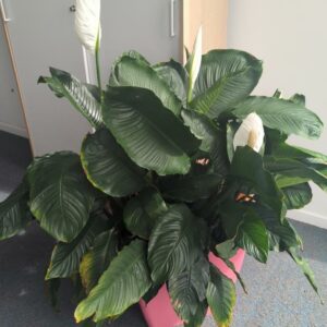 Plante naturelle dans un pot carré en plastique rose. Dimension pot : 42 x 43 cm. Hauteur avec plante : 128 cm. Localisation : 7 est