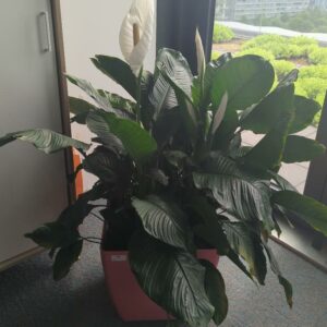 Plante naturelle dans un pot carré en plastique rose. Dimension pot : 42 x 43 cm. Hauteur avec plante : 128 cm. Localisation : 7 est – Image 2