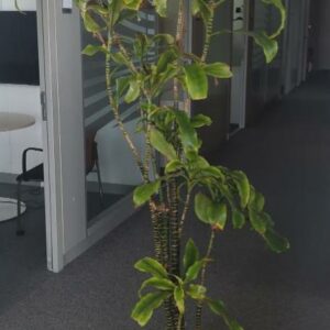Plante naturelle dans un pot de marque Elho en plastique vert pomme. Dimension pot : 30 x 39 cm. Hauteur avec plante : 200 cm. Localisation : 6 est