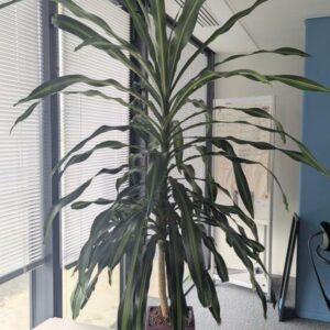 Plante naturelle dans un pot rectangulaire de marque Leschuza en plastique fushia. Dimension pot : 56 x 29 cm. Hauteur avec plante : 270 cm. Localisation : 6 est