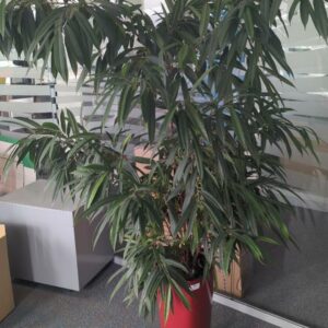 Plante naturelle dans un pot de marque Leschuza en plastique rouge. Dimension pot : 56 x 29 cm. Hauteur avec plante : 175 cm. Localisation : 6 est