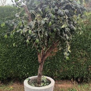 Ficus artificiel de grande taille avec vrai tronc, vendu avec son chariot de transport à roulettes. Dim. pot : 60 x 60 cm / hauteur arbre : 170 cm / hauteur totale pot + arbre : 230 cm / Chariot de transport sur roulettes : 20 x 80 x 120 cm. Localisation : 30 rue Beauregard 60440 Nanteuil- le- Haudouin.