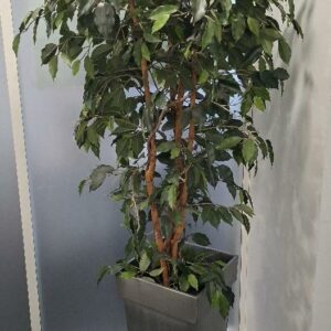 Plante artificielle dans une jardinière en tôle grise. Dim pot: 70 ou 60 x 34 x 34 cm. Hauteur avec plante : env 190 cm, divers modèles. 6 unités. Localisation: 1er étage local CSE (4 unités) / 0 ludothèque (2 unités)