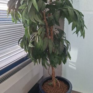 Plante artificielle dans un pot en céramique émaillée bleue, divers modèles. Dim pot: 32 x 38 cm. Hauteur avec plante: environ 150 cm. 16 unités. Localisation: 5ème étage (1 unité) / 4ème étage zone verte  (2 unités) / 2ème étage zone verte (2 unités) / 1er étage zone bleue (8 unités) / Entresol salle centre de ressources (1 unité) / rie (1 unité) / 0 infirmerie (1 unité)