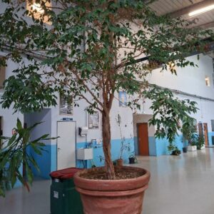 Arbre ficus dans son pot en terre cuite. Dim pot : 90 x 110 cm. Hauteur avec pante approx 4m